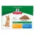 Hill's Science Plan Chunks & Gravy para gatitos menores de 1 año, pack de 12x85g: 6 con pollo y 6 con pescado oceánico. Imagen de un gato y plato con trozos en salsa. Hill's Science Plan Chunks & Gravy para gatitos menores de 1 año, pack de 12x85g: 6 con pollo y 6 con pescado oceánico. Imagen de un gato y plato con trozos en salsa.