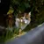 Virbac Veterinary HPM Cat Urology Water Intake & Behaviour U3 per gatto
