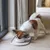 Petit chien blanc et marron mangeant dans une gamelle blanche posée sur un tapis antidérapant, à l’intérieur près d’une fenêtre.