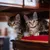 Virbac Veterinary HPM Baby Pre-Neutered Cat Virbac Veterinary HPM Baby Pre-Neutered Cat