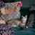 Una persona sostiene un juguete para gatos rosa frente a un gato tumbado en el sofá, para demostrar el uso del juguete.
