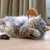 Beeztees Catnip Cat Fishing Rod Octopus Tako