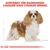 Sortiment za pasme psov: Cavalier King Charles Spaniel. Ilustracija psa z merami in logotip Royal Canin.