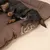 Hund liegt schlafend auf braunem Hundebett mit weißer Zeichnung eines schlafenden Hundes und Reißverschluss an der Seite. Hund liegt schlafend auf braunem Hundebett mit weißer Zeichnung eines schlafenden Hundes und Reißverschluss an der Seite.