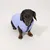 Kleiner Hund trägt eine hellblaue, gesteppte Jacke mit Reißverschluss vorne. Kleiner Hund trägt eine hellblaue, gesteppte Jacke mit Reißverschluss vorne.