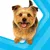 Perfect Fit Adult 1+ Hondenvoer (>10 kg)