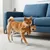 Hund mit braunem Plüschspielzeug im Maul steht vor einem blauen Sofa auf einem Teppich.