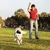 Dog playing with a black chew toy on a lawn while a person throws it.