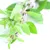 Nahaufnahme von grünen Minzblättern mit kleinen violetten Blüten, möglicherweise als Zutat oder dekoratives Element dargestellt.