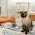 Wohnzimmer mit Katzenzubehör: orangefarbenes Haustierbett, Spielmatte mit Stoffspielzeug und Kratzbaum aus Holz. Zwei Katzen im Vordergrund, eine sitzend, die andere liegend.