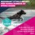 Eukanuba Premium Nutrition Adult Large & Giant Breed Chicken