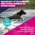 Eukanuba Premium Nutrition Adult Large & Giant Breed Chicken