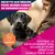 Eukanuba Premium Nutrition Junior Large et Giant Breed au poulet