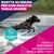 Eukanuba Premium Nutrition Adult Large & Giant Breed Pollo