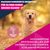 Eukanuba Premium Nutrition Senior Large & Giant Breed Lamm & Reis