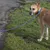 Dog on a black and white patterned lead with a blue collar, standing on a grassy path.