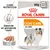 Royal Canin Coat Care All Sizes natvoer voor honden, 85g x12. Paté. Tekst: Gezonde en glanzende vacht. Afbeelding van een hond met lange vacht. Royal Canin Coat Care All Sizes natvoer voor honden, 85g x12. Paté. Tekst: Gezonde en glanzende vacht. Afbeelding van een hond met lange vacht.