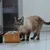 Katze steht vor einem Futternapf aus Holz mit zwei Edelstahlschalen und leckt sich das Maul, demonstriert Nutzung des Napfes. Katze steht vor einem Futternapf aus Holz mit zwei Edelstahlschalen und leckt sich das Maul, demonstriert Nutzung des Napfes.