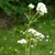 Close-up of a flowering valerian plant with white blossoms against a green background.
