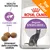Royal Canin Regular Sterilised 37, controllo del peso, dimensioni della crocchetta adattate, Top Seller, immagine di un gatto e crocchette visibili sulla confezione.