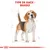 Illustration d’un chien avec texte en haut : TYPE DE RACE : BEAGLE. Schéma de proportions corporelles visibles autour du chien.
