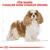För rasen: Cavalier King Charles Spaniel. Illustration av en brun och vit hund med lång päls, text i rött ovanför bilden.