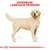 Royal Canin Labrador Retriever Adult