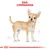 Illustratie van een Chihuahua met rode tekst bovenaan: 'RAS: CHIHUAHUA'. Meetlijnen zichtbaar naast de hond. Royal Canin kroonlogo onderaan.