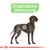 Illustration eines Hundes mit Fokus auf den Verdauungsbereich. Text: Empfindliche Verdauung.