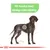 Text: För hundar med känslig matsmältning. Illustration av en stående hund med markering vid magen.