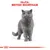 Szürke brit rövidszőrű macska illusztráció, felül piros szöveg: FAJTA: BRITISH SHORTHAIR