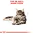 Texte visible : TYPE DE RACE : MAINE COON, illustration d’un chat Maine Coon allongé, fond blanc, bande rouge avec couronne stylisée en bas de l’image.