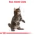 Illustratie van een staande Maine Coon kitten met bovenaan de tekst: RAS: MAINE COON. Op de achtergrond meetlijnen en onderaan een rood kroontje.