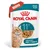 Royal Canin Ageing 11+ in Gelatina Royal Canin Ageing 11+ in Gelatina