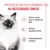Royal Canin Kitten em molho