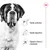 Cão de raça São Bernardo ao lado de ícones com texto: Saúde articular, Saúde digestiva, Suporte ótimo à vitalidade. Logótipo Royal Canin no canto superior direito.