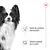 Santé du système immunitaire, soutien optimal de la santé. Texte en français avec illustration d’un chien et symbole Royal Canin.
