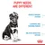 Puppy needs are different: fragile immune system, learning and training period, delicate digestive system. Key points highlighted for puppy care and nutrition.