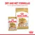 ROYAL CANIN ADULT Pomeranian ξηρή και υγρή τροφή, συσκευασίες με εικόνα Πομεράνιαν, ένδειξη Bone & Joint Support, 85 g/τμχ. Κείμενο στα αγγλικά: DRY AND WET FORMULAS.