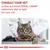 Text: CONSULT YOUR VET to find out which ROYAL CANIN veterinary diet is right for your cat. Bild på katt hos veterinär i vit rock.