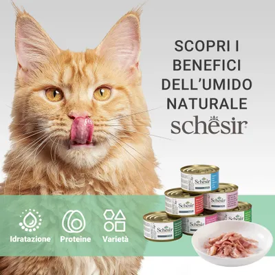 Scopri i benefici dell’umido naturale Schesir. Idratazione, proteine, varietà. Lattine di cibo umido Schesir e ciotola con carne visibili.