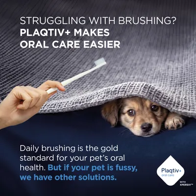 PLAQTIV+ makes dental care easier. Daily brushing is the gold standard for your pet’s oral health. If your pet is fussy, we have other solutions. PLAQTIV+ makes dental care easier. Daily brushing is the gold standard for your pet’s oral health. If your pet is fussy, we have other solutions.
