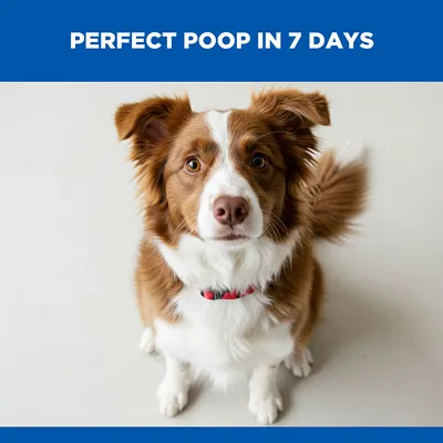 Hill's Science Plan Perfect Digestion Adult 1+ Medium with Chicken & Brown Rice