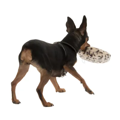 Kleine hond draagt een wit-zwart gemêleerd pluchen speelgoed in zijn bek.