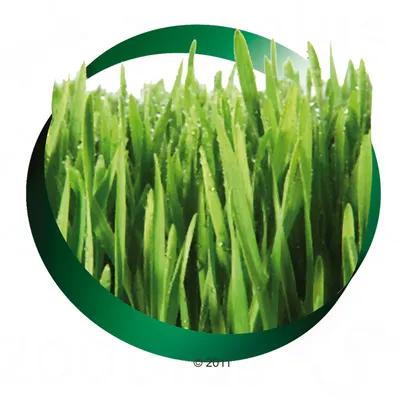 Nahaufnahme von frischem, grünem Gras mit Wassertropfen, umgeben von einem grünen Kreis. Symbol für natürliche Inhaltsstoffe.