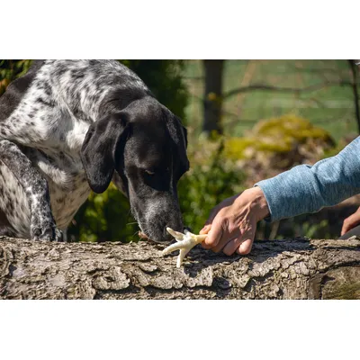 Karlie puffasztott csirkelábak