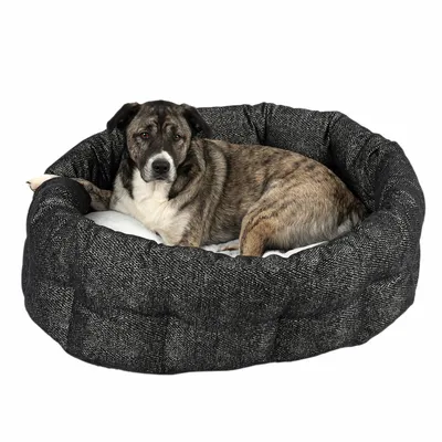 Cane sdraiato in un letto per cani nero imbottito con superficie interna morbida.