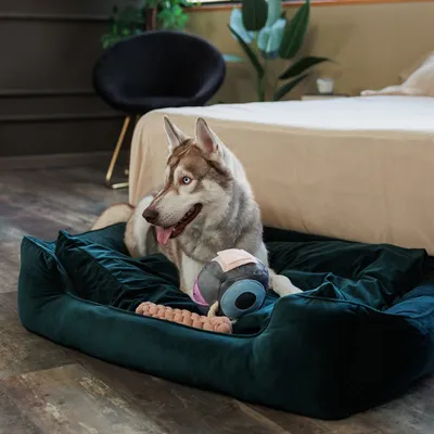 Hund liegt in einem dunkelgrünen Hundebett mit einem Spielzeugfisch und einem geflochtenen Seilspielzeug.