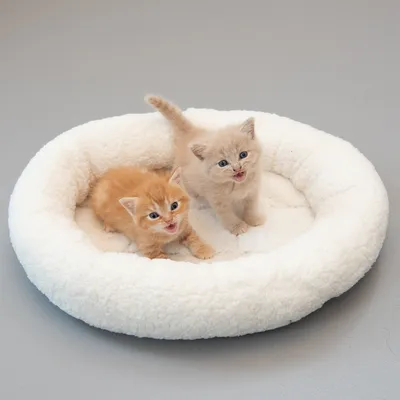 Two kittens sitting in a white, round pet bed made of soft material.