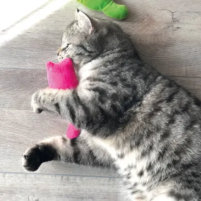Grey cat playing with a pink fabric toy shaped like a mouse, lying on a wooden floor. A green fabric toy visible in the background.